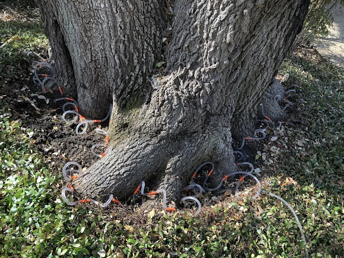 Detailed Tree Cabling and Bracing job site in East Boothbay