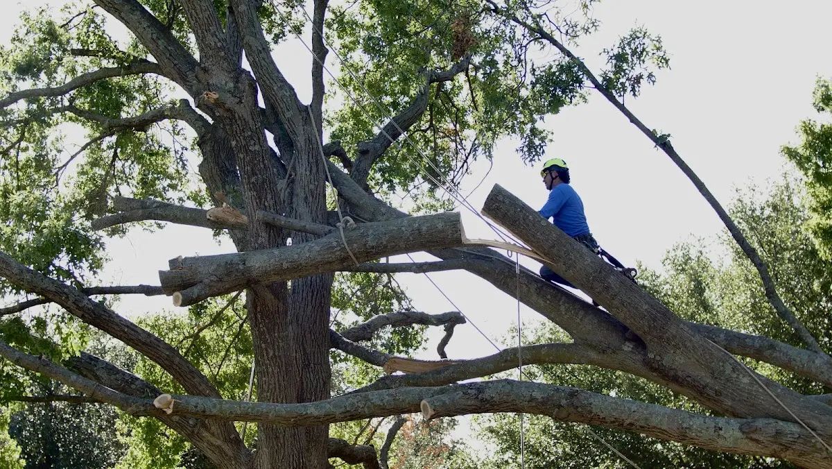 Professional Crown Thinning performed by certified arborists in East Boothbay