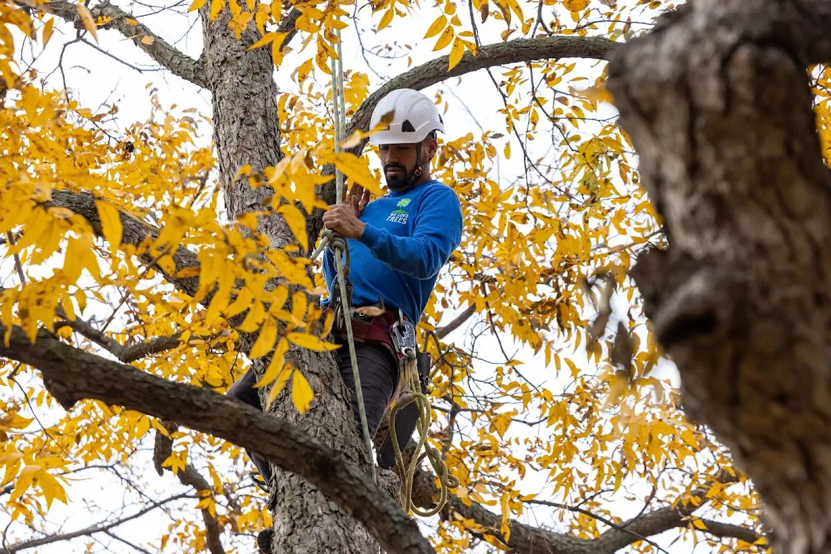 Skilled Tree Pruning crew working in East Boothbay