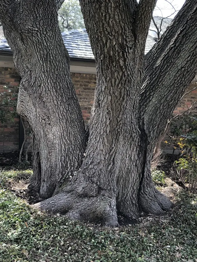Mature heritage tree close to a East Boothbay property cared for by certified arborists